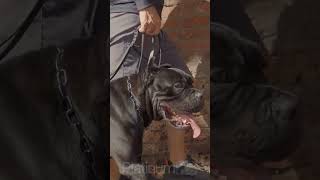 Cane Corso Dog for Sale  Zare  Platinum K9 [upl. by Trebmal]