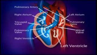 British Heart Foundation  How does a healthy heart work [upl. by Nanreik]