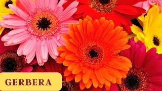 How to Keep Your Gerbera Daisies Blooming All Season Long [upl. by Ezri]