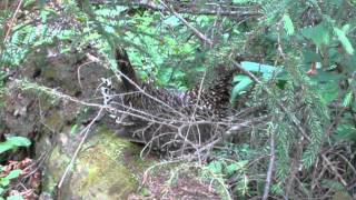 Immature Spruce Grouse in the Boundary Waters [upl. by Nnylarej626]