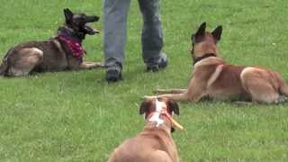 Protection Dog Training Belgian Malinois amp Pitbull with Attention Dog Training [upl. by Pry]