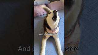 My Husky Throws a Temper Tantrum 👀😳 [upl. by Mosi755]