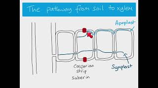 Symplast Apoplast and Vacuolar Pathway [upl. by Hamian]