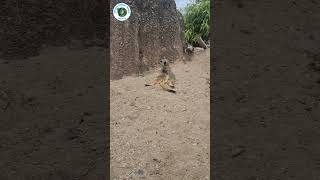 The Chillest Meerkat  Nicks Entertainment World shorts animals funny wildlife [upl. by Hali]