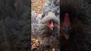 Kogelvis of kip 🧐🤔😝🤣😂viral hen hens bird birds birdslover chick chicks chicken mother [upl. by Atinuahs]