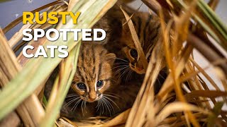 Rusty Spotted Cats Worlds Smallest Cat Reunited with its Mother  RESQ Charitable Trust India [upl. by Lurlene]