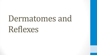 CNS 15 Dermatomes and Reflexes [upl. by Zurc]