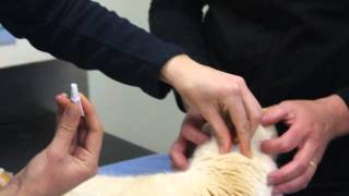 How to apply Advocate spoton flea amp worm treatment to a cat [upl. by Morse307]