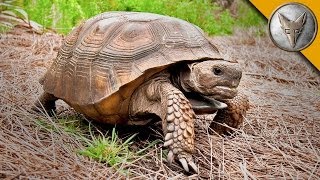 On the Lookout for the Mighty Gopher Tortoise [upl. by Noivax492]