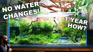 NO WATER CHANGES for a YEAR Ecosystem Aquarium How To [upl. by Iel185]