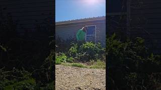 Cleaning out flowerbeds lawncare landscaping construction [upl. by Clemens882]