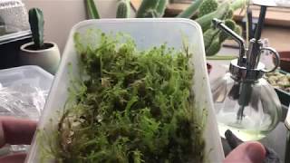 How to grow sphagnum moss uk great results [upl. by Drapehs]