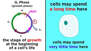 The Cell Cycle and its Regulation [upl. by Atrebor]