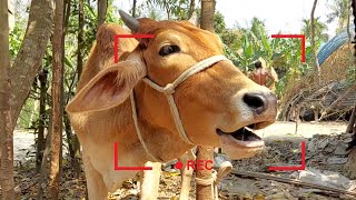 8 Cow Mooing Whose Voice Is Good The Ultimate Cow Sound Experience Listen To These Cow Sound [upl. by Kelton]