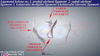 Ligamenti kolena i najcesce povrede [upl. by Qahsi]