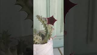 Huernia huernia flowers plants garden greenplants [upl. by Sussi]