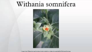 Withania somnifera [upl. by Ashlen760]