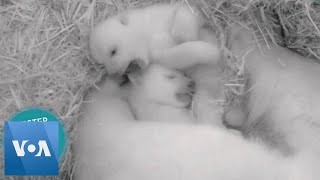 Rostock Zoo’s Polar Bear Twins Get More Active Keep Mom Awake [upl. by Alhan]