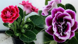 How to grow Gloxinia from a leaf  Propagating Gloxinia from leaf cutting [upl. by Jamal]