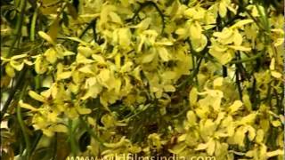 Yellow Indian Kachnar flower in full bloom [upl. by Pillow446]