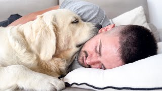 Golden Retriever Loves to Sleep with Human Owner Cuteness Overload [upl. by Leinadnhoj]