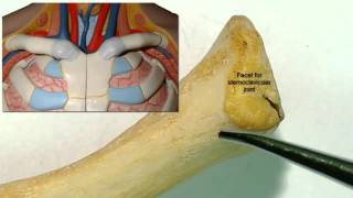 Osteology of the clavicle [upl. by Nichole46]