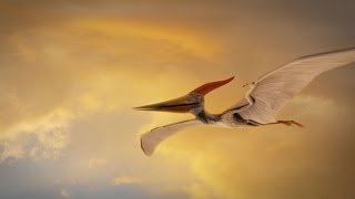 How Were Pterosaurs Adapted for Flight [upl. by Isbel]