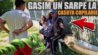 GASIM UN SARPE IMENS LA CASUTA COPILĂRIEI [upl. by Sinnej]