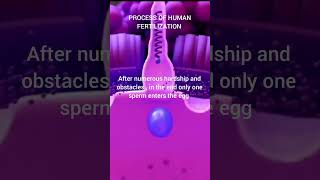 process of human beings from fertilization lifescience miracleoflife babyborn Fertilization [upl. by Eilahs]