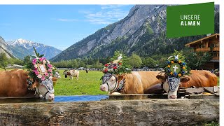 Großer Almabtrieb von der Gramai Alm nach Pertisau am Achensee [upl. by Lund]