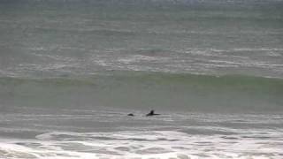 Lonely surfer at Nauset Light Beach [upl. by Daphie]