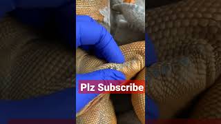 Popping femoral pores on dead iguanavery satisfying trending [upl. by Asseneg]