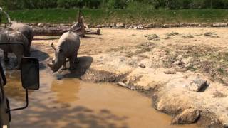 Zufari Ride into Africa POV Chessington World of Adventures [upl. by Ogaitnas]