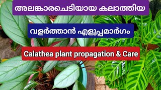 കലാത്തിയയുടെ ഒരു പുതിയ വെറൈറ്റി നടീൽ രീതി  Calathea plant propagation amp Care in Malayalam [upl. by Tnayrb]