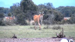 Africa largest antelope The Eland [upl. by Martelle]