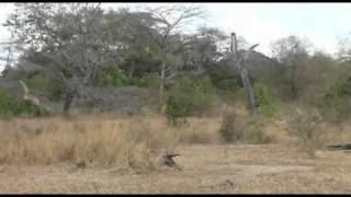 Full of wildlife  The Selous Game Reserve in Tanzania [upl. by Kcirddec]