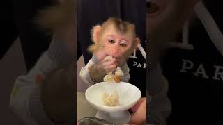 Monkey chú khỉ dễ thương [upl. by Kudva]