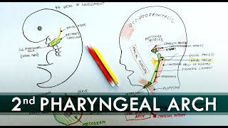 2nd Pharyngeal Arch and its derivatives  Embryology Tutorial [upl. by Kcirtapnhoj73]