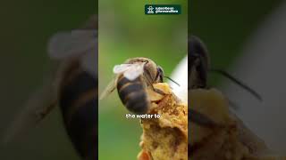 How Bees Make Honey Nature’s Sweet Process bees facts honey [upl. by Cointon]