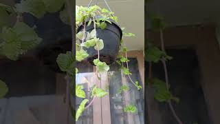 Hanging Basket Plants houseplants lookingbeautiful garden Rajshreecreation2024 [upl. by Dave]