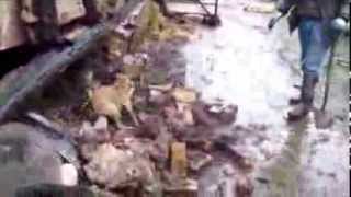 Ratting with 3 Plummer Terriers Over 100 rats Severn valley ratters best video yet New 2014 [upl. by Yessak197]