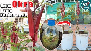 How to Grow Okra in Containers using Kitchen Waste [upl. by Mckenzie567]