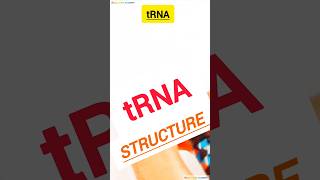 How to draw tRNA structure diagram for exam shorts [upl. by Varrian498]