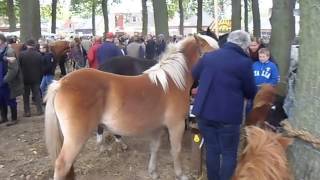 NeuZUIDLAREN PFERDEMARKT Film 2016 PaardenPferde  all Incl [upl. by Slayton]