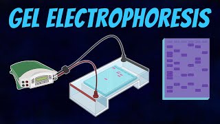 Gel Electrophoresis of DNA [upl. by Sharlene]