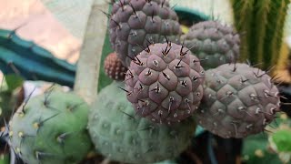 tephrocactus geometricus grafts [upl. by Nnyleak]