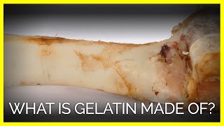 What Is Gelatin Made Of [upl. by Timrek]