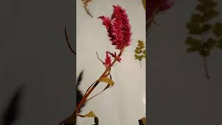 Herbarium ❤️ youtube shorts reels herbarium ytshort [upl. by Ecirehs58]