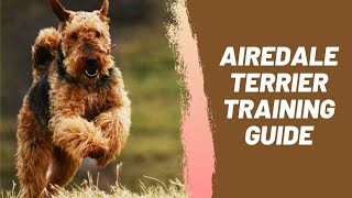 Airedale Terrier Training Guide [upl. by Harrod617]