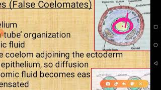 Evolutionary significance of Coelom in Annelids [upl. by Cir]